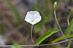 Coastalplain dawnflower